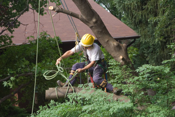 Best Hazardous Tree Removal  in Lamar, CO